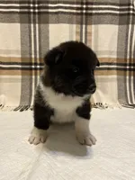 Bella, a female Akita for sale in Walden, NY – 2 of 6
