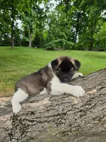 Mya , a female Akita for sale in Walden, NY – 3 of 10