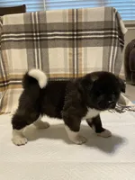 Bear, a male Akita for sale in Walden, NY – 4 of 6