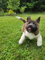 Sofie, a female Akita for sale in Walden, NY – 4 of 10