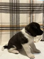 Sofie, a female Akita for sale in Walden, NY – 2 of 6