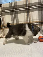 Thor, a male Akita for sale in Walden, NY – 4 of 5