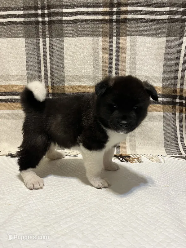 Akita – Akita puppy for sale in Walden, NY