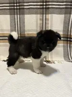 Akita, a female Akita for sale in Walden, NY – 1 of 5