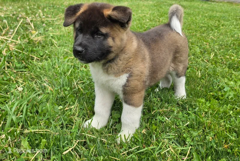 Thor – Akita puppy for sale in Walden, NY