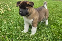 Thor, a male Akita for sale in Walden, NY – 1 of 8