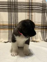 Akita, a female Akita for sale in Walden, NY – 2 of 5