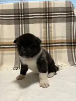 Mya , a female Akita for sale in Walden, NY – 4 of 7
