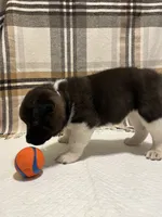 Sofie, a female Akita for sale in Walden, NY – 6 of 6