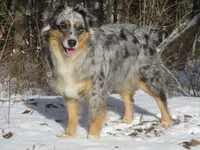 Sadie, a female Australian Shepherd for sale in Lawrenceburg, KY – 4 of 10
