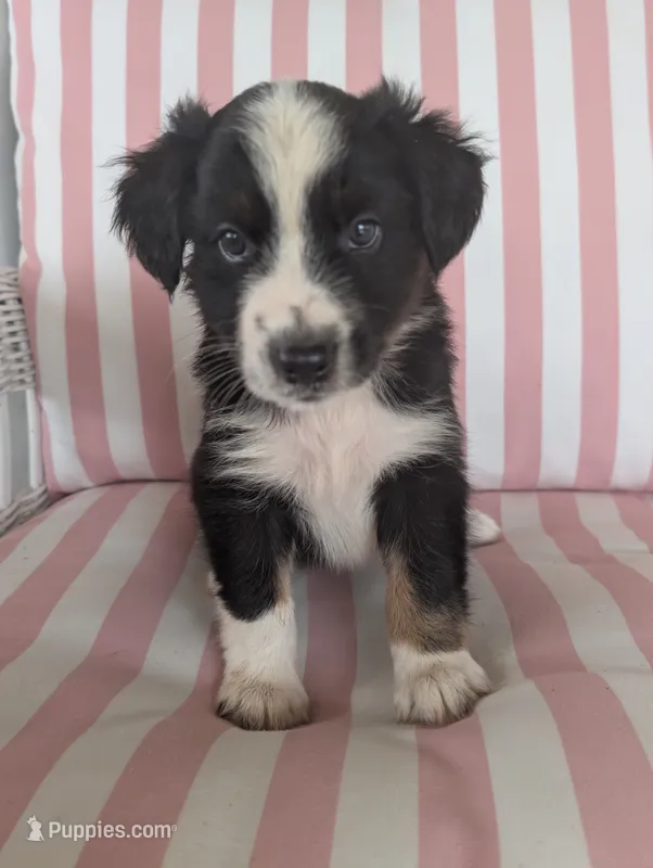 Lily – Australian Shepherd puppy for sale in Lawrenceburg, KY