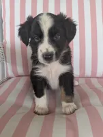 Lily, a female Australian Shepherd for sale in Lawrenceburg, KY – 1 of 10