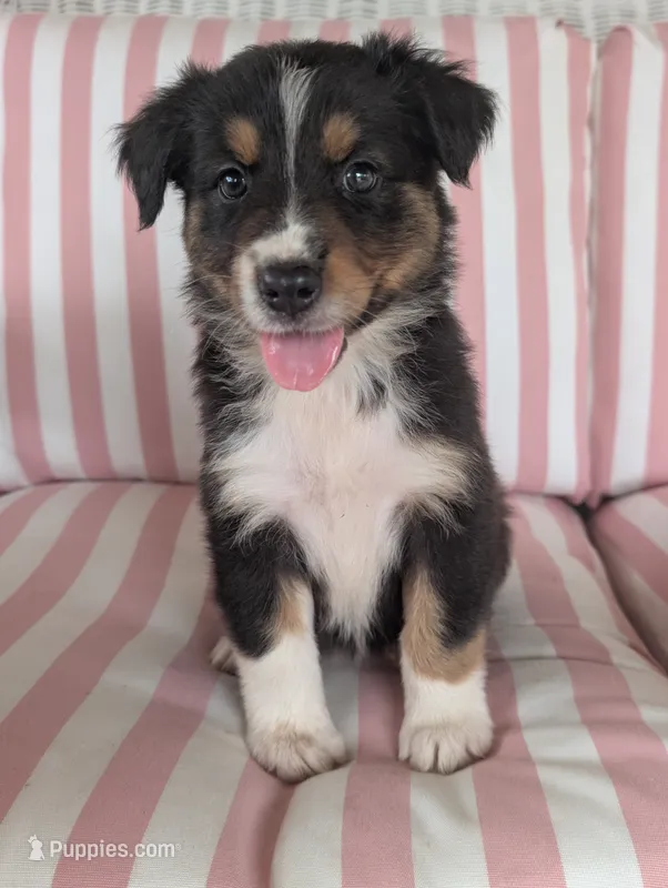 Sadie – Australian Shepherd puppy for sale in Lawrenceburg, KY
