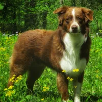 Hank, a male Australian Shepherd for sale in Lawrenceburg, KY – Photo 9 of 10