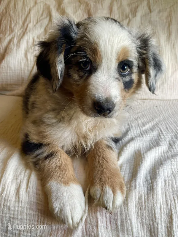Hank – Australian Shepherd puppy for sale in Lawrenceburg, KY