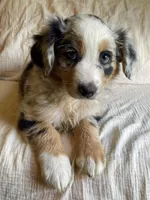 Hank, a male Australian Shepherd for sale in Lawrenceburg, KY – Photo 1 of 10