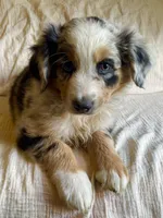 Hank, a male Australian Shepherd for sale in Lawrenceburg, KY – Photo 2 of 10