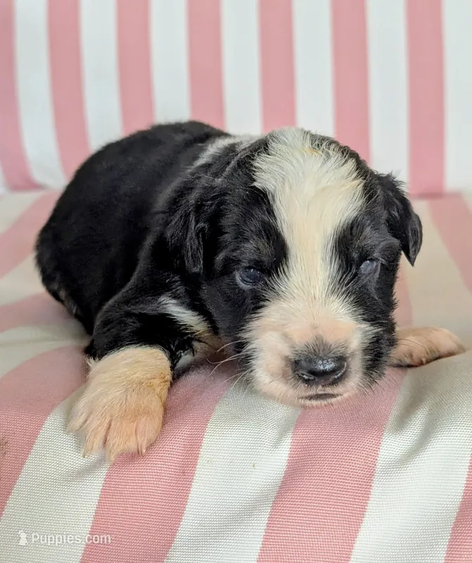 Lily – Australian Shepherd puppy for sale in Lawrenceburg, KY
