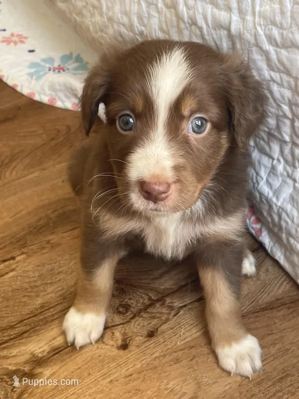 Nova – Australian Shepherd puppy for sale in Lawrenceburg, KY