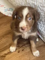 Nova, a male Australian Shepherd for sale in Lawrenceburg, KY – Photo 1 of 10