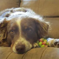 Nova, a male Australian Shepherd for sale in Lawrenceburg, KY – Photo 4 of 10