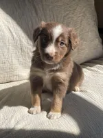 Nova, a male Australian Shepherd for sale in Lawrenceburg, KY – Photo 2 of 10