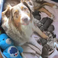 Nova, a male Australian Shepherd for sale in Lawrenceburg, KY – Photo 8 of 10