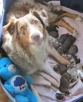 Nova, a male Australian Shepherd for sale in Lawrenceburg, KY – Photo 8 of 10