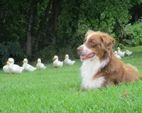 Nova, a male Australian Shepherd for sale in Lawrenceburg, KY – Photo 6 of 10