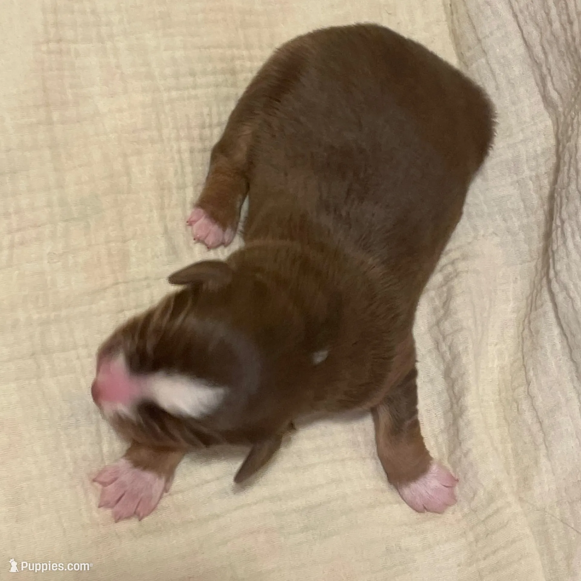 Nova, a male Australian Shepherd for sale in Lawrenceburg, KY – Photo 2 of 10