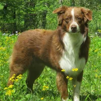 Nova, a male Australian Shepherd for sale in Lawrenceburg, KY – Photo 9 of 10