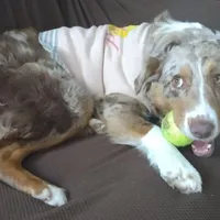 Nova, a male Australian Shepherd for sale in Lawrenceburg, KY – Photo 3 of 10