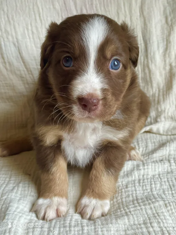 Nova – Australian Shepherd puppy for sale in Lawrenceburg, KY