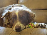 Sadie, a female Australian Shepherd for sale in Lawrenceburg, KY – 8 of 10
