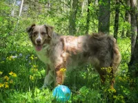 Ruby, a female Australian Shepherd for sale in Lawrenceburg, KY – 10 of 10
