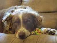 Ruby, a female Australian Shepherd for sale in Lawrenceburg, KY – 8 of 10
