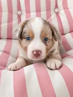 Winston , a male Australian Shepherd for sale in Lawrenceburg, KY – 1 of 10