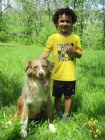 Ruby, a female Australian Shepherd for sale in Lawrenceburg, KY – 4 of 10