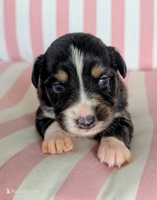 Sadie – Australian Shepherd puppy for sale in Lawrenceburg, KY