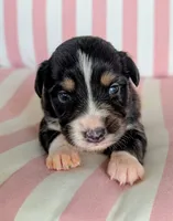 Sadie, a female Australian Shepherd for sale in Lawrenceburg, KY – 1 of 10