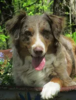 Winston , a male Australian Shepherd for sale in Lawrenceburg, KY – 3 of 10