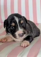 Sadie, a female Australian Shepherd for sale in Lawrenceburg, KY – 2 of 10