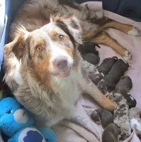 Bella, a female Australian Shepherd for sale in Lawrenceburg, KY – 9 of 10
