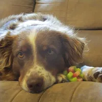 Max, a male Australian Shepherd for sale in Lawrenceburg, KY – Photo 5 of 10