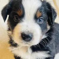 Max, a male Australian Shepherd for sale in Lawrenceburg, KY – Photo 2 of 10