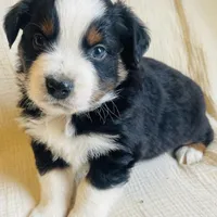 Max, a male Australian Shepherd for sale in Lawrenceburg, KY – Photo 1 of 10