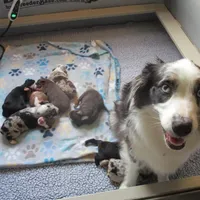 Max, a male Australian Shepherd for sale in Lawrenceburg, KY – Photo 10 of 10