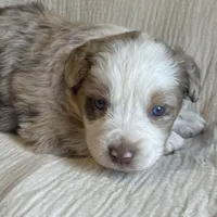 Ruby, a female Australian Shepherd for sale in Lawrenceburg, KY – Photo 1 of 10