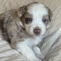 Ruby, a female Australian Shepherd for sale in Lawrenceburg, KY – Photo 2 of 10