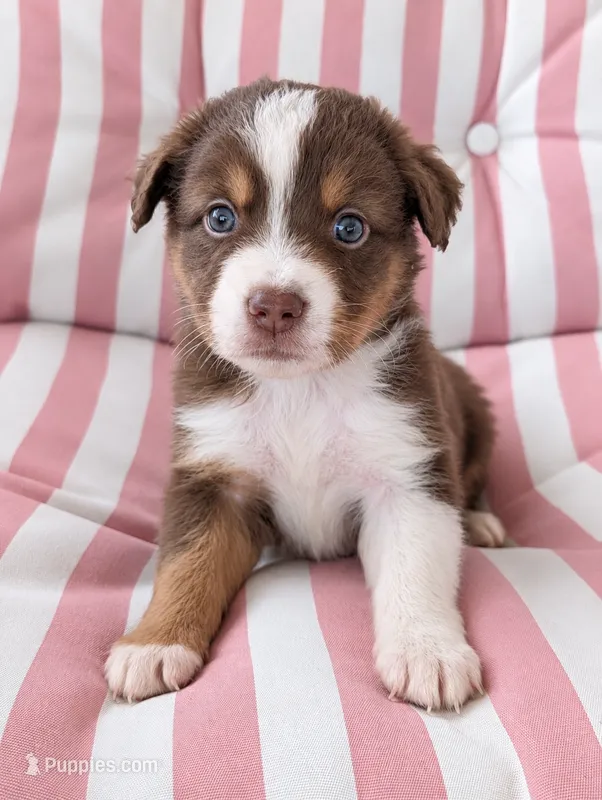 Max – Australian Shepherd puppy for sale in Lawrenceburg, KY